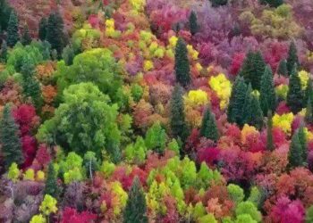 A la luz del otoño